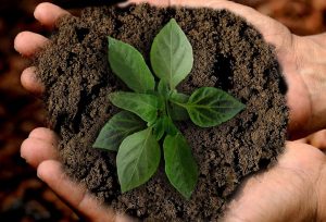 plant-in-hand